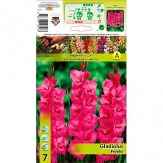 Gladiola Fidelio slika 1