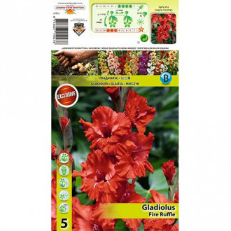 Gladiola Fire Ruffle slika 4