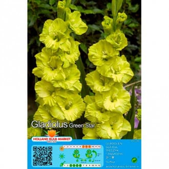 Gladiola Green Star slika 4