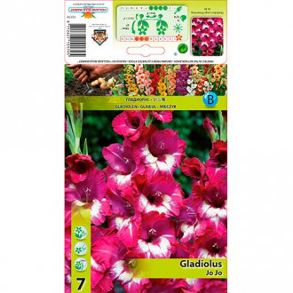 Gladiola Jo Jo slika 5