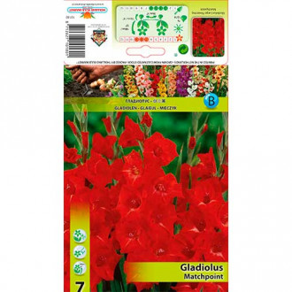 Gladiola Matchpoint slika 4