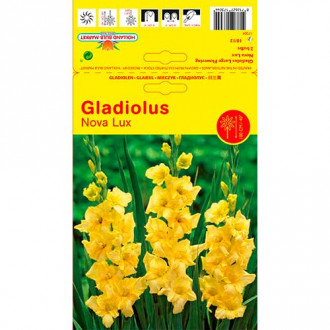 Gladiola Nova Lux slika 3