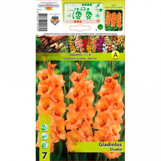 Gladiola Ovatie slika 1