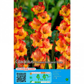 Gladiola Princess Margaret Rose slika 6