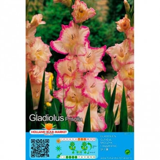 Gladiola Priscilla slika 2