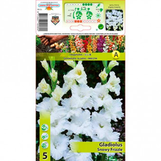 Gladiola Snowy Frizzle slika 1