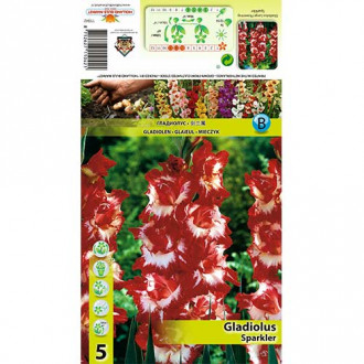 Gladiola Sparkler slika 4