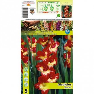 Gladiola Stereo slika 5