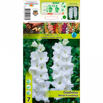 Gladiola White Friendship slika 2