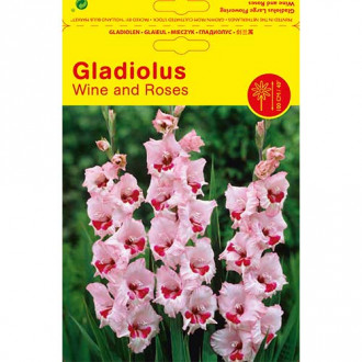 Gladiola Wine and Roses slika 3