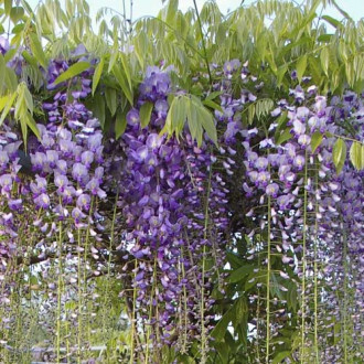 Glicinija (Wisteria floribunda ) Blue Dream, С2 slika 2