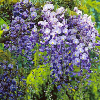 Glicinija (Wisteria frutescens ) Longwood Purple, С2 slika 3