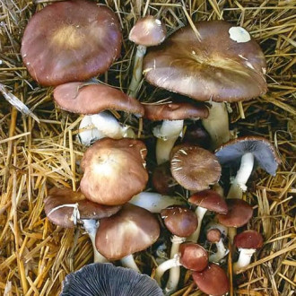 Gljiva Stropharia rugosoannulata slika 4