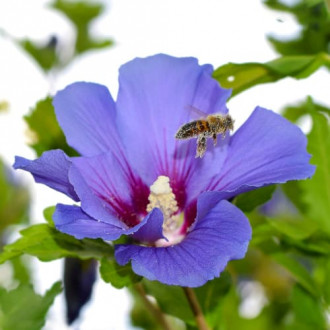 Hibiskus Oiseau Blue, P9 slika 3