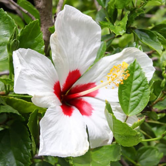 Hibiskus Red heart slika 1