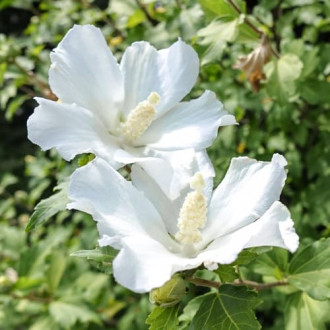 Hibiskus William R. Smith slika 6