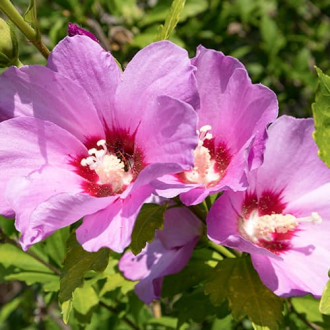 Hibiskus Woodbridge slika 3