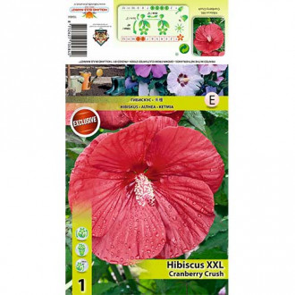 Hibiskus XXL Cranberry Crush slika 3