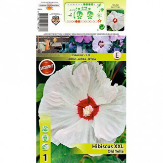 Hibiskus XXL Old Yella slika 4