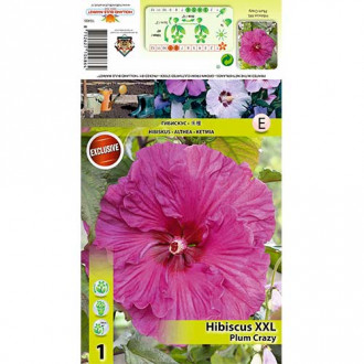 Hibiskus XXL Plum Crazy slika 5