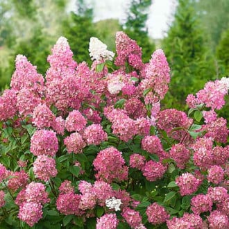 Hortezija patuljasta Pink Diamond, Р9 slika 3