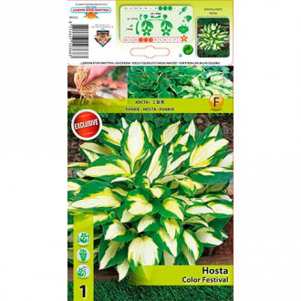 Hosta Color Festival slika 4