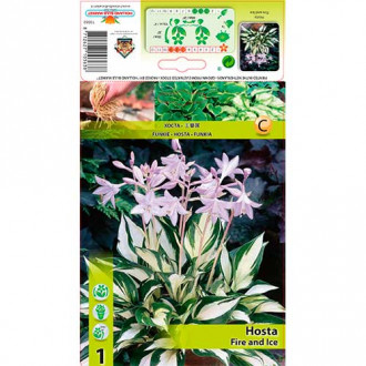 Hosta Fire and Ice slika 2