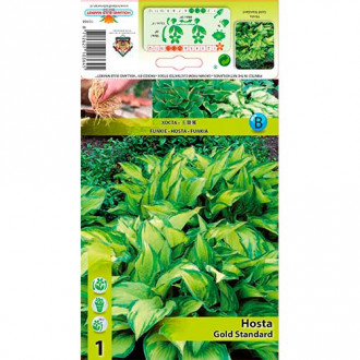 Hosta Gold Standard slika 6