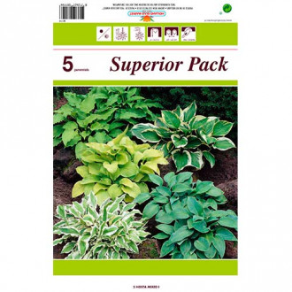 Hosta Mixed slika 5