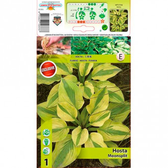 Hosta Moonsplit slika 6