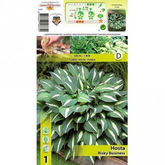 Hosta Risky Business slika 4