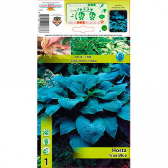 Hosta True Blue slika 1