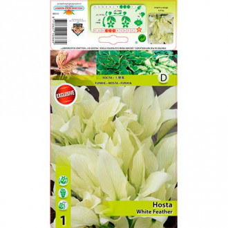 Hosta White Feather slika 2