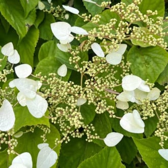 Hydrangea hydr. Burst of Light®, С2 slika 4