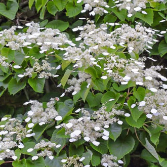 Hydrangea hydr. Moonlight, С2 slika 5