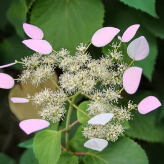 Hydrangea hydr. Roseum, С2 slika 1