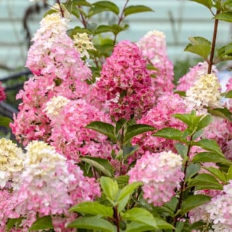 Hydrangea panic. Fraise Melba Renba, С2 slika 2