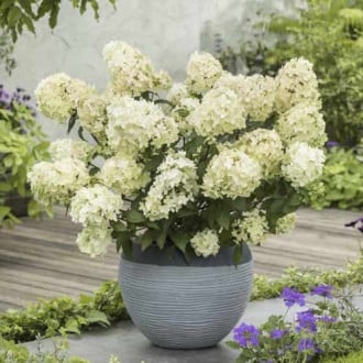 Hydrangea panic. Petite Star, С2 slika 4