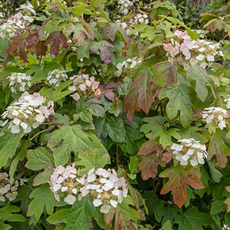 Hydrangea querc. Burgundy, С2 slika 6