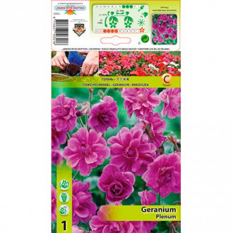 Iglica (Geranium) Plenum slika 2