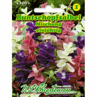 Kadulja, mix multicolor