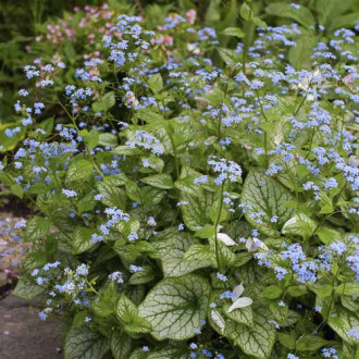 Kavkaska potočnica (Brunnera) Sea Heart, С3 slika 2