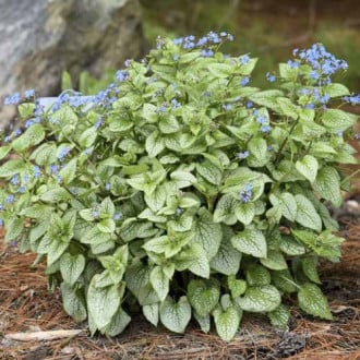 Kavkaska potočnica (Brunnera) Silver Heart, С3 slika 2