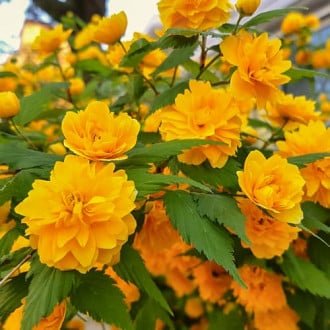 Kerria japonica Pleniflora, С2 slika 1
