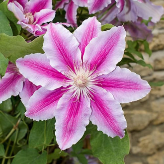 Klematis Bees Jubilee, C2 slika 6