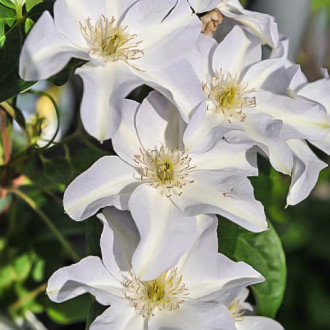 Klematis Yukikomachi, Р9 slika 5