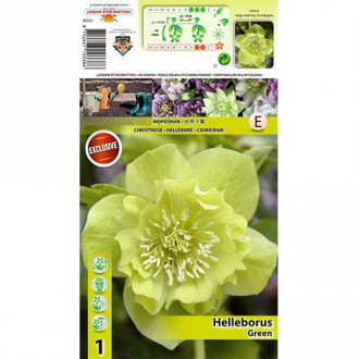 Kukurijek (Helleborus) Double Ellen Green slika 4