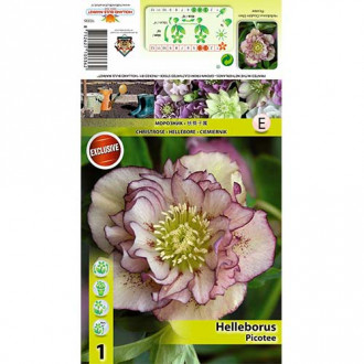 Kukurijek (Helleborus) Double Ellen Picotee slika 1