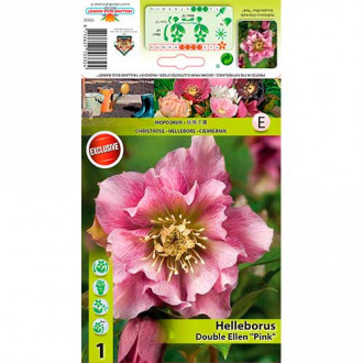 Kukurijek (Helleborus) Double Ellen Pink slika 5