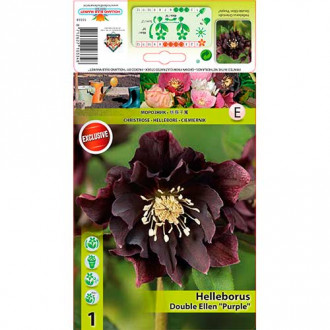 Kukurijek (Helleborus) Double Ellen Purple slika 3